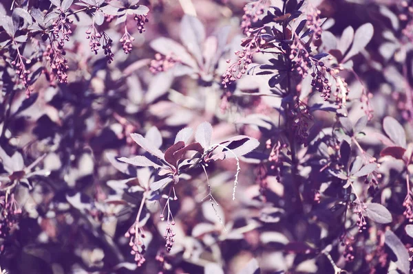 shrub with purple leaves - abstract background