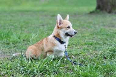 Galli Corgi Pembroke pist boyunca bir tasmayla yürüyor.