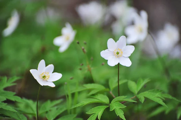 First Spring Flowers Bloomed Anemone — Stock Photo, Image
