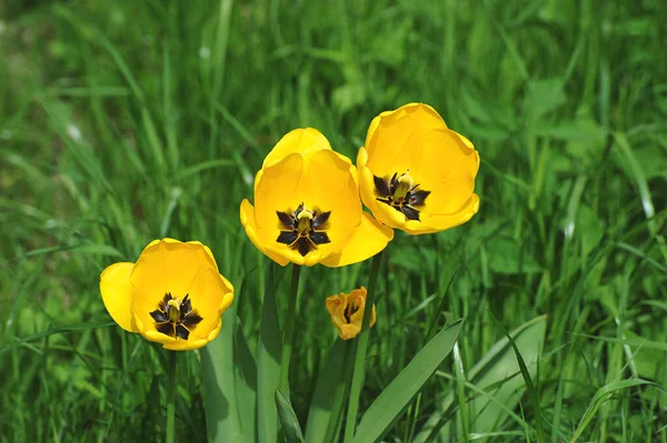 Blooming Yellow Tulips Green Background — Stock Photo, Image