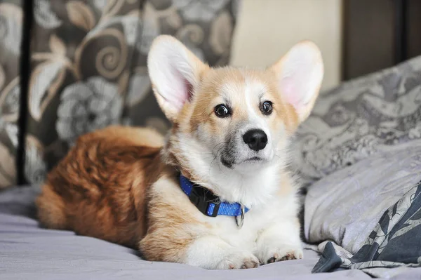 Bonito Pembroke Galês Corgi Cão — Fotografia de Stock