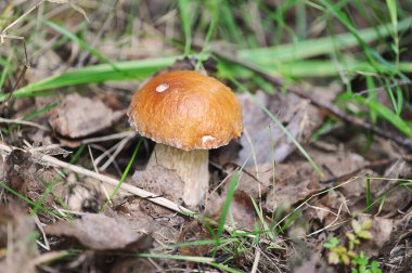 Boletus - ormanda beyaz mantar
