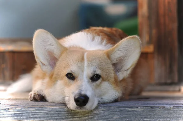 Cão Pembroke Welsh Corgi Está Deitado Chão Madeira — Fotografia de Stock