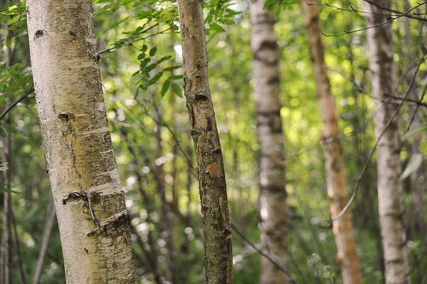 Abstrakt Skog Bakgrund Trädstammar Och Blad Sommaren — Stockfoto