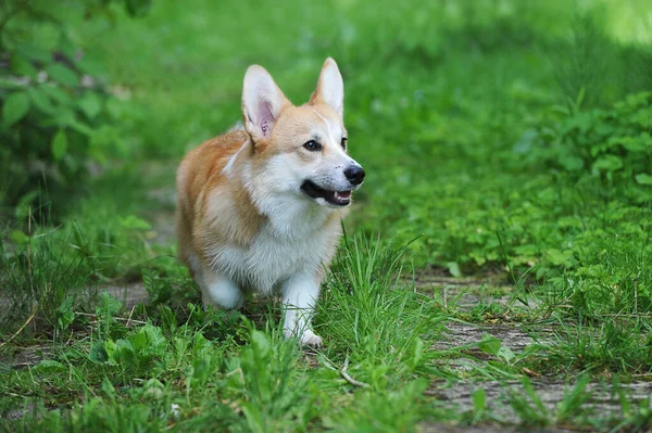 Walesiska Corgi Pembroke Promenader Grönt Gräs — Stockfoto