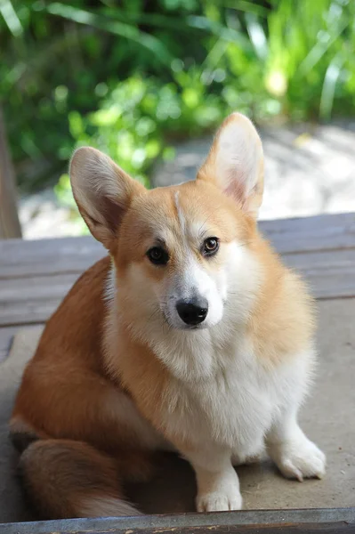 Welsh Corgi Pembroke Senta Alpendre Madeira Casa — Fotografia de Stock