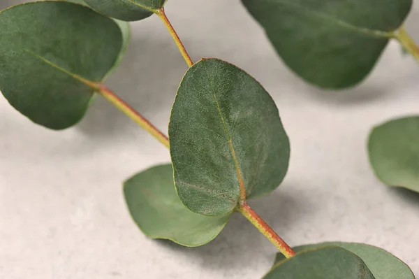 Grön Eukalyptus Blad Grå Bakgrund Abstrakt Bakgrund — Stockfoto