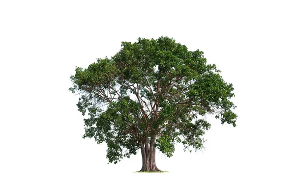 Árbol Grande Bothi Árbol Pipal Sobre Fondo Blanco Aislado —  Fotos de Stock