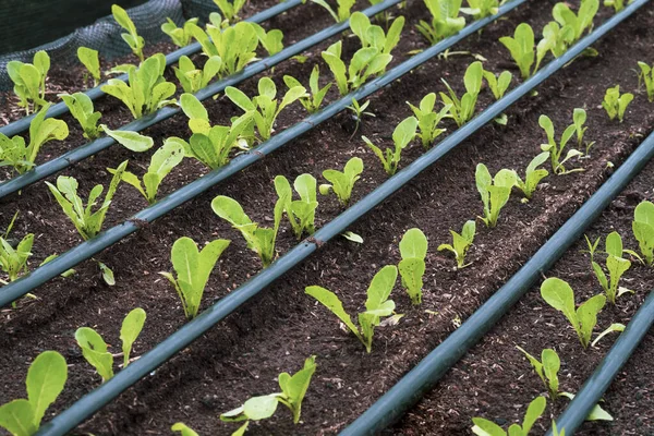 Viele Junge Salatpflanzen Wachsen Mit Tröpfchenbewässerungssystem Bio Gärtnerei — Stockfoto