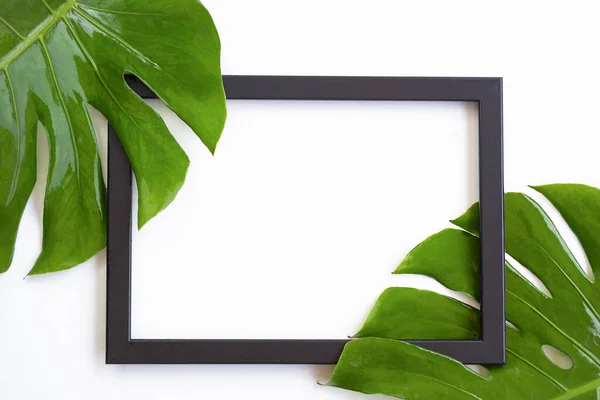 Black Picture Frame Part Fresh Green Jungle Monster Leaves White — Stock Photo, Image