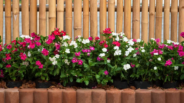 Vista Frontale Molti Fiori Bianchi Rosa Catharanthus Roseus Stanno Fiorendo — Foto Stock