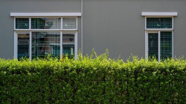 Yeşil çitli gri beton duvarda modern cam pencerenin geometrik deseni, ev dış mimarisi konsepti