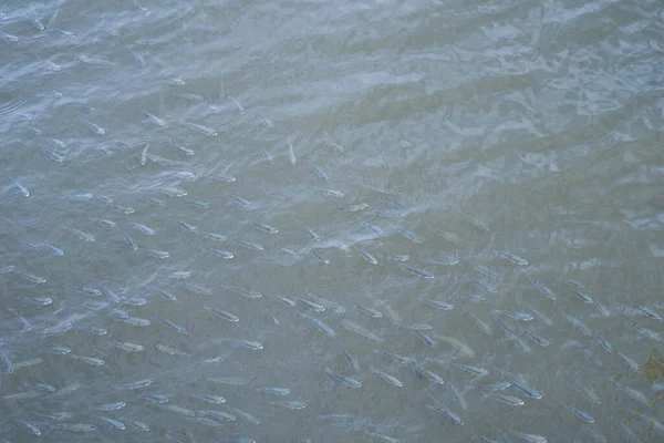 School Little Mullet Fish Live Brackish Shallow Water Zone Coast — Stock Photo, Image