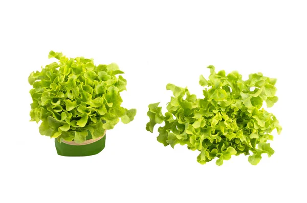 Friss Bio Zöld Tölgy Zöldségek Izolált Fehér Háttérrel — Stock Fotó