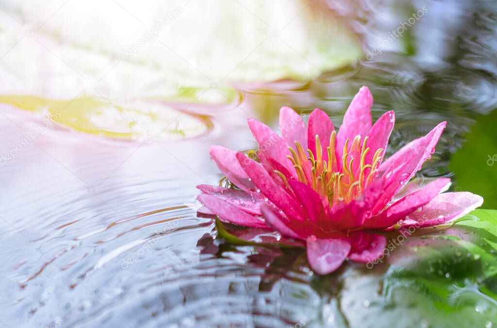 Selective focus at pollen of pink waterlily or lotus flower is blooming in pond with morning soft sunlight in rainy day