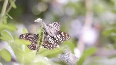 Bir grup Glassy Tiger kelebeği (Parantica aglea) yeşil bitkinin nektarını emiyor botanik bahçesinde bulanık doğal arkaplan