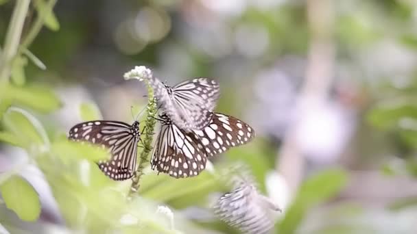 Grupp Vanliga Glasartade Tigerfjärilar Parantica Aglea Suger Nektar Grön Växt — Stockvideo