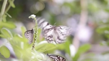 Bir grup Glassy Tiger kelebeği (Parantica aglea) yeşil bitkinin nektarını emiyor botanik bahçesinde bulanık doğal arkaplan