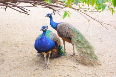 İki Hintli tavus kuşu hayvanat bahçesinde, ağaç dalının altında.