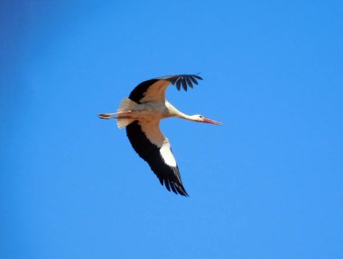 Leylek yuvasına güneşli günde uçan 