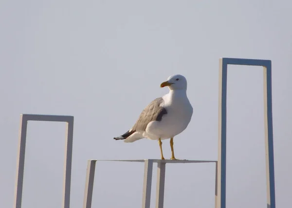 Gaivota Resto Construção Ferro — Fotografia de Stock