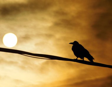 Fırtınadan sonra gün batımına doğru seyir bir tel üzerinde raven