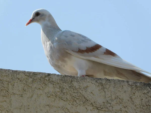 Curious White Pigeon Walking Edge Wall — Stock Photo, Image