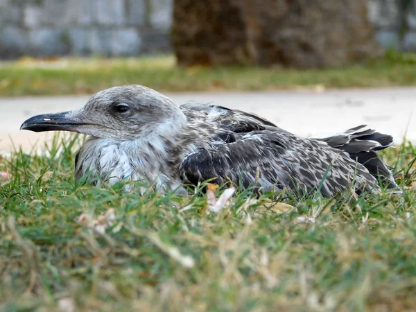Close Black Backed Seagull Chicks Bar Montenegro — Stock Photo, Image