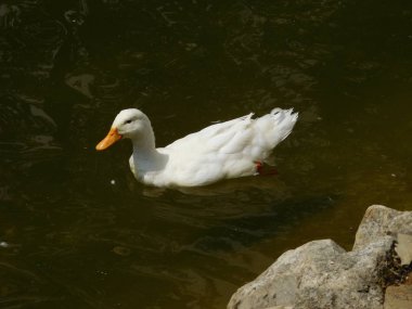 Su yüzeyinde yüzen bir ördek resmi