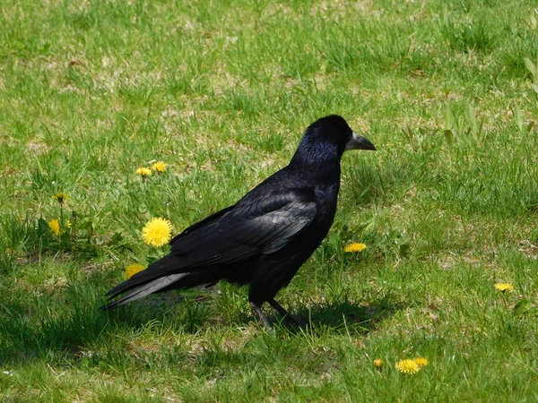 Picture Crow Standing Some Grass Park — Stock Photo, Image