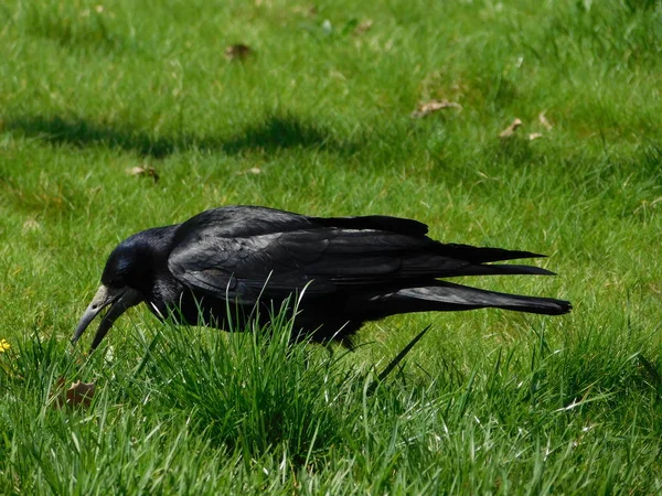 Crow Standing Grass — Stock Photo, Image