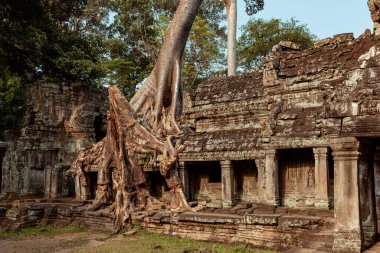 Angkor Wat 'ın çökmüş duvarlarından bir ağaç büyüyor.