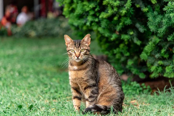 Hırvatistan 'ın Split kentinde yalnız kedi