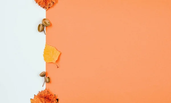 Sonbahar kompozisyon arka planı. Kurumuş bitki tohumu ve paslı yapraklar beyaz ve turuncu arka planda. Üst görünüm, kopyalama alanı, düz uzanma .