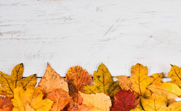 Autumn  composition  background.  Horizontal row of  diffeent  rusty leaves  on white timber with empty  center for  text .Top view, copy space,  flat lay .