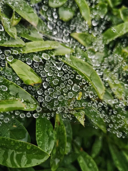 Cobweb Ένα Θάμνο Μετά Βροχή — Φωτογραφία Αρχείου