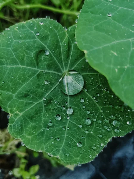 Στάζει Ένα Φύλλο Μια Βροχερή Μέρα — Φωτογραφία Αρχείου
