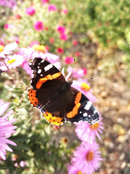 美丽的蝴蝶在花坛上 — 图库照片