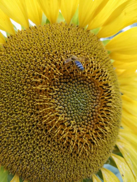 Egy Méh Repül Napraforgó Közepére — Stock Fotó