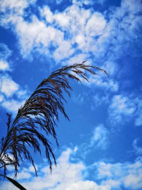 Bulutlu bir gökyüzüne karşı Reed dalı