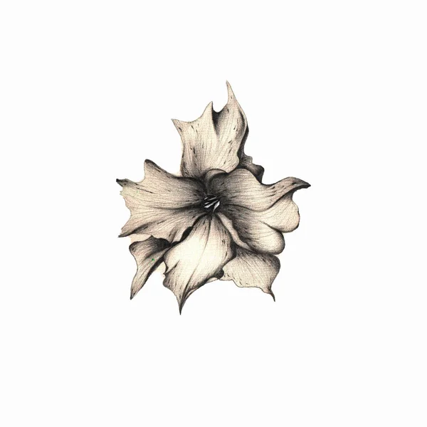 hand-drawn flower, flower illustration, beautiful black and white flowers