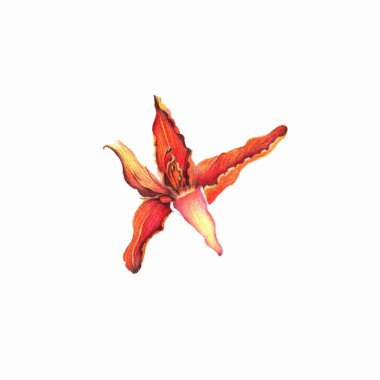 El çizimi çiçek, güzel çiçeklerin çizimi.