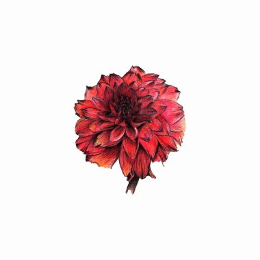 El çizimi çiçek, güzel çiçeklerin çizimi.