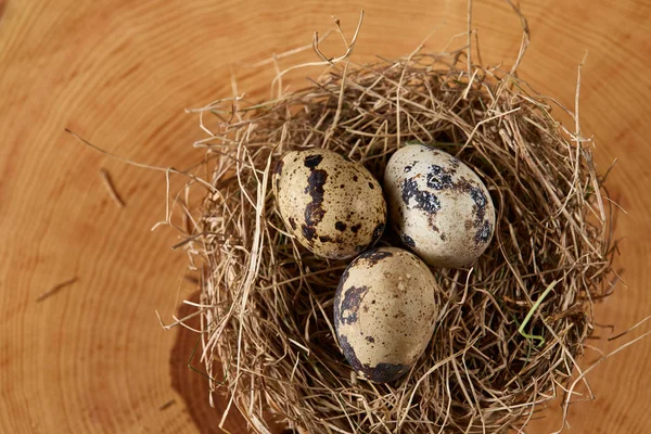 Nature morte conceptuelle avec oeufs de caille dans un nid de foin sur un tronc, gros plan, foyer sélectif — Photo