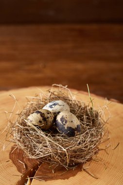 Seçici odak, yakın, kavramsal natürmort bıldırcın ile bir oturum saman yuvadaki yumurta