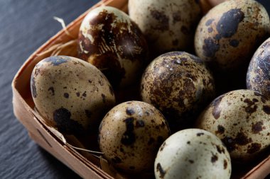 Bıldırcın yumurtası içinde bir koyu siyah arka plan, üstten görünüm, seçici odak, arkadan bir sille.