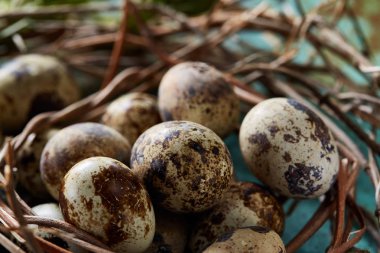 Bıldırcın yumurtası yeşil ile eski kahverengi ahşap yüzeyde bulanık doğal yaprakları arka plan, seçici odak, yakın çekim
