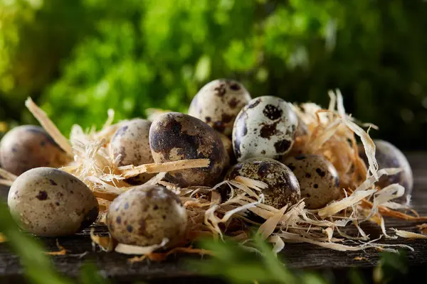 Vaktelägg på gamla bruna trä yta med grön suddig naturliga blad bakgrund, selektivt fokus, närbild — Stockfoto