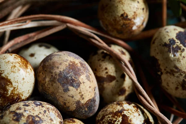 Bıldırcın yumurtası yeşil ile eski kahverengi ahşap yüzeyde bulanık doğal yaprakları arka plan, seçici odak, yakın çekim