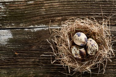 Seçici odak, yakın, kavramsal natürmort bıldırcın ile saman yuvada koyu ahşap arka plan üzerinde yumurta.